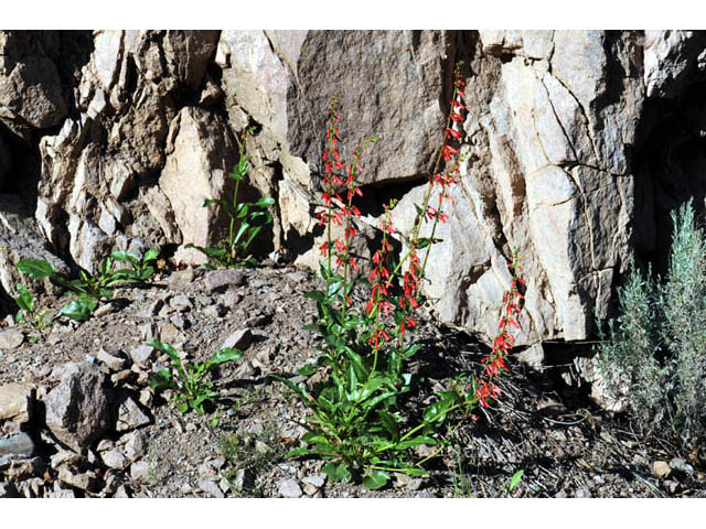 Penstemon eatonii (Firecracker penstemon) #70905