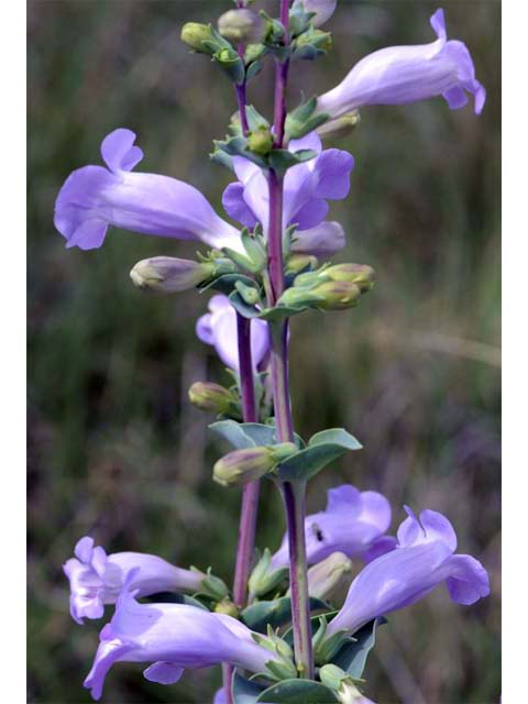 Penstemon grandiflorus (Large penstemon) #70930