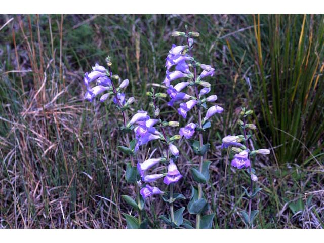 Penstemon grandiflorus (Large penstemon) #70933