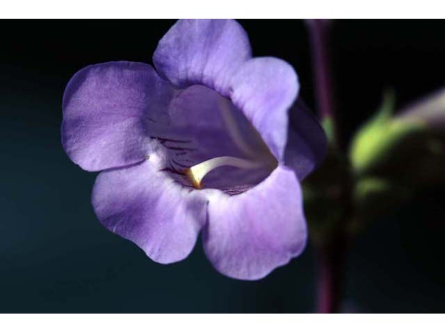 Penstemon grandiflorus (Large penstemon) #70935