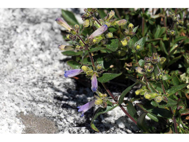 Penstemon humilis ssp. humilis (Low penstemon) #70938