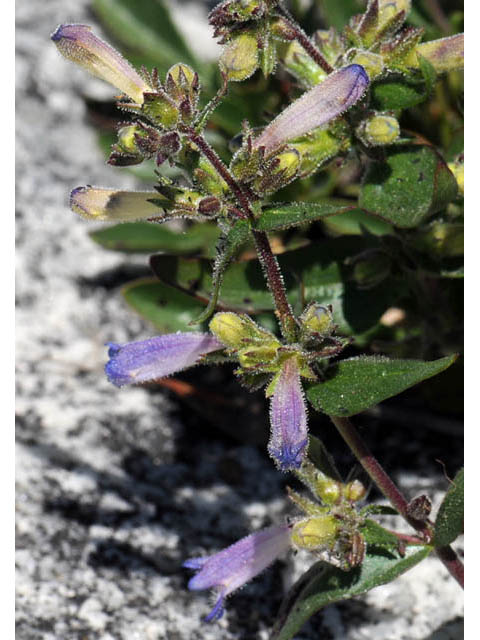 Penstemon humilis ssp. humilis (Low penstemon) #70939