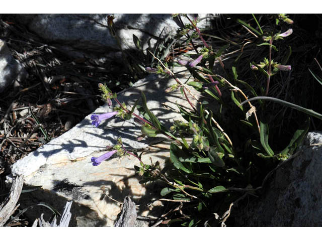 Penstemon humilis ssp. humilis (Low penstemon) #70940