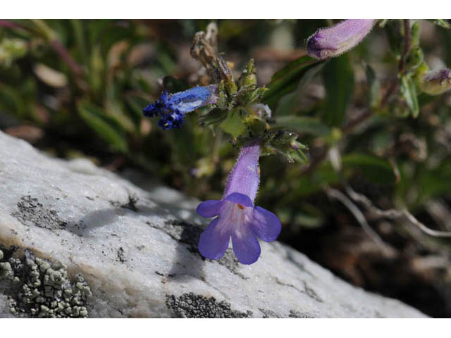 Penstemon humilis ssp. humilis (Low penstemon) #70941