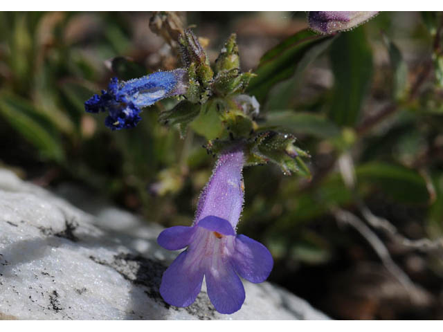 Penstemon humilis ssp. humilis (Low penstemon) #70942