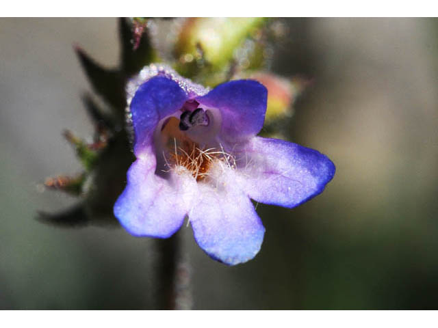 Penstemon humilis ssp. humilis (Low penstemon) #70943