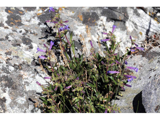 Penstemon humilis ssp. humilis (Low penstemon) #70944