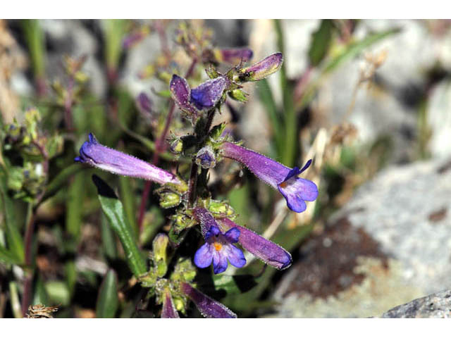 Penstemon humilis ssp. humilis (Low penstemon) #70945