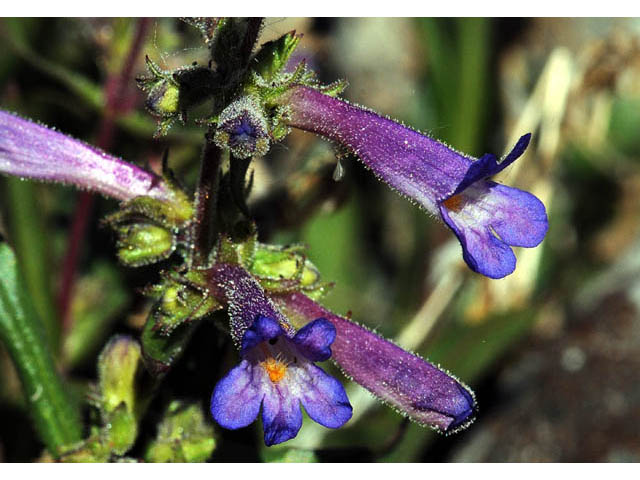 Penstemon humilis ssp. humilis (Low penstemon) #70946