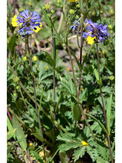 Penstemon rydbergii (Rydberg's penstemon) #70980