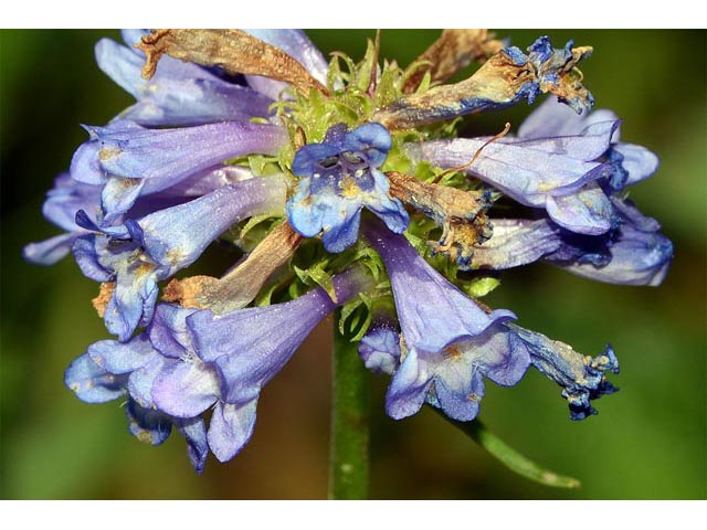 Penstemon rydbergii (Rydberg's penstemon) #70982