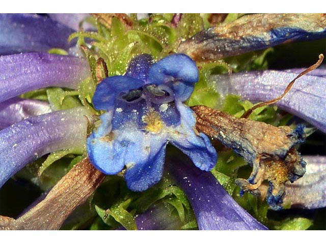 Penstemon rydbergii (Rydberg's penstemon) #70983