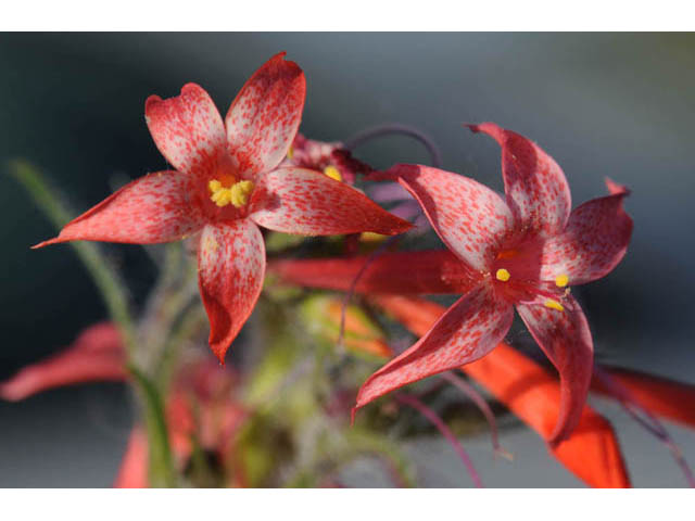 Ipomopsis aggregata ssp. aggregata (Scarlet gilia) #71038