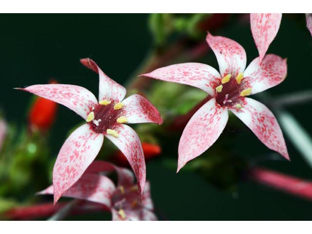 Ipomopsis aggregata ssp. aggregata (Scarlet gilia) #71056