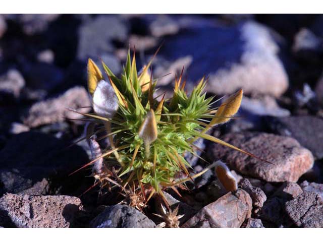 Chorizanthe rigida (Devil's spineflower) #71242