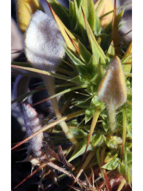 Chorizanthe rigida (Devil's spineflower) #71244