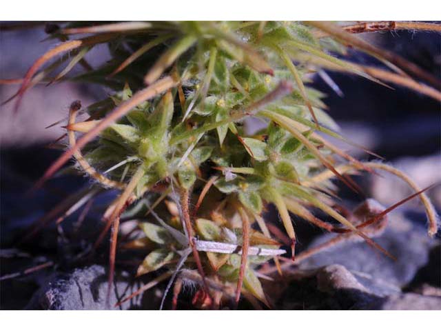 Chorizanthe rigida (Devil's spineflower) #71246