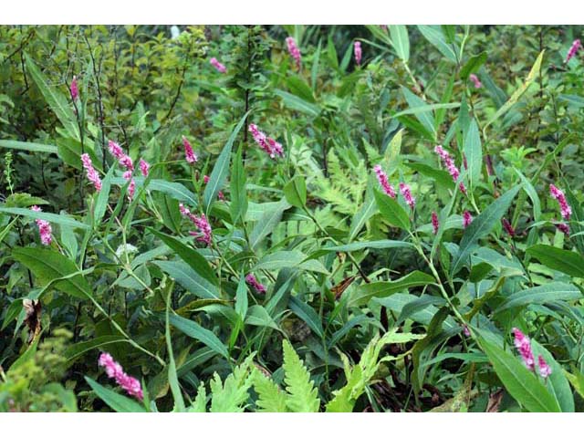 Polygonum amphibium var. emersum (Longroot smartweed) #71433