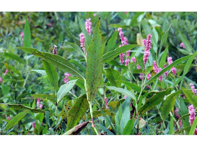 Polygonum amphibium var. emersum (Longroot smartweed) #71434