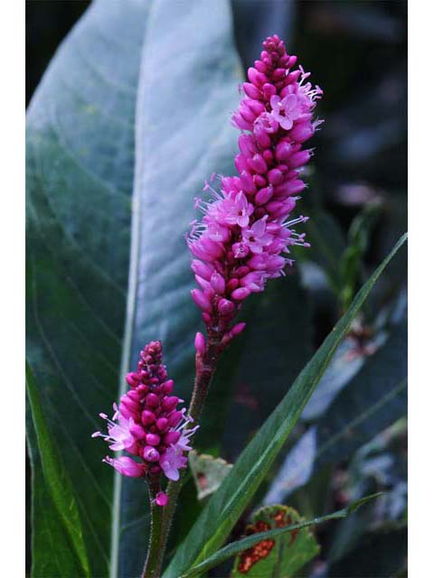 Polygonum amphibium var. emersum (Longroot smartweed) #71438