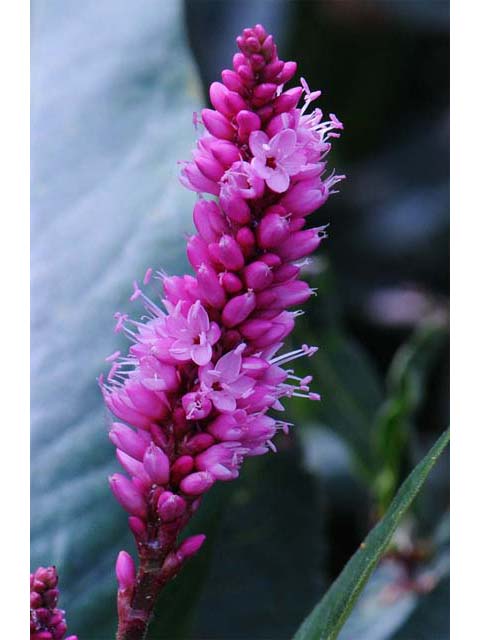 Polygonum amphibium var. emersum (Longroot smartweed) #71439