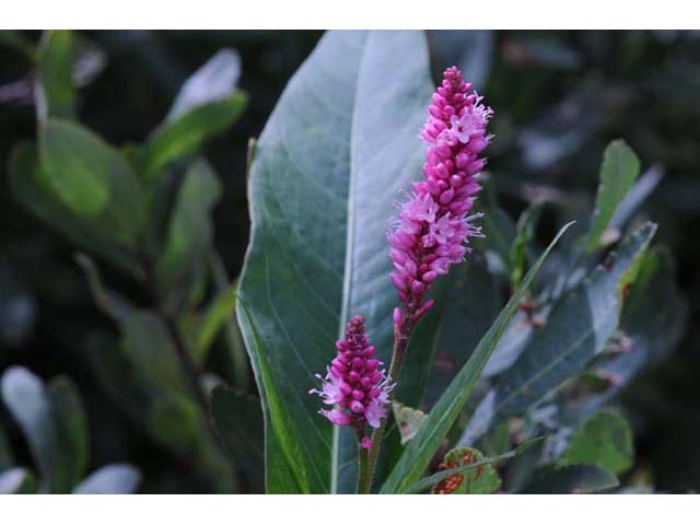 Polygonum amphibium var. emersum (Longroot smartweed) #71440