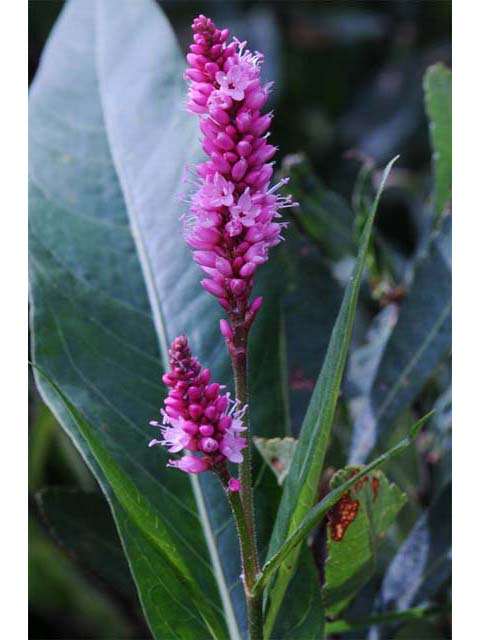 Polygonum amphibium var. emersum (Longroot smartweed) #71442