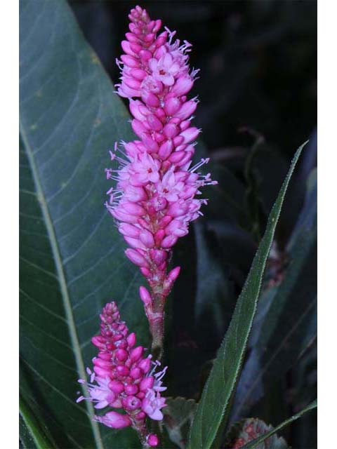 Polygonum amphibium var. emersum (Longroot smartweed) #71443