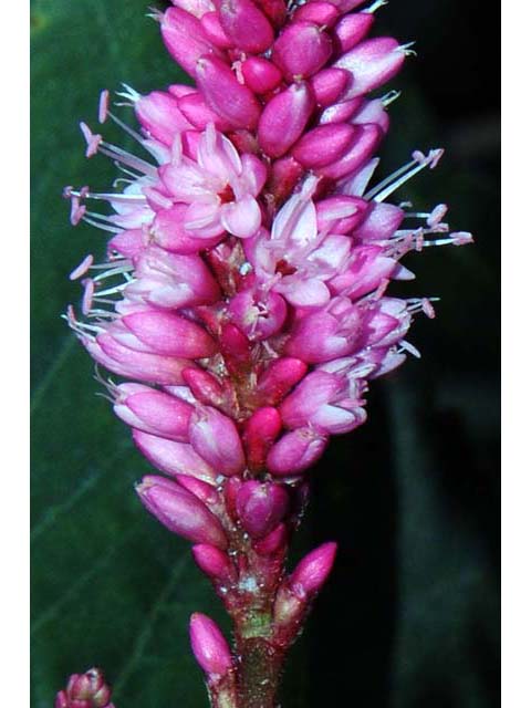 Polygonum amphibium var. emersum (Longroot smartweed) #71444