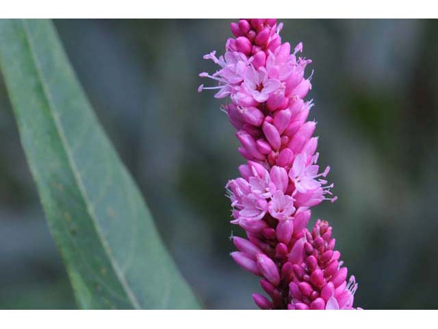 Polygonum amphibium var. emersum (Longroot smartweed) #71451