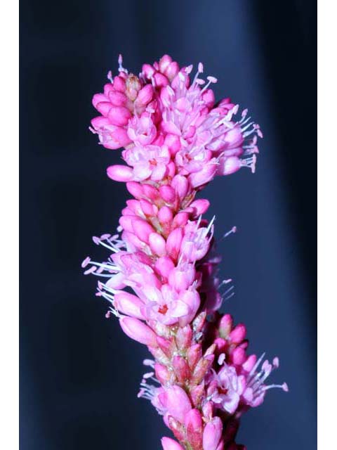 Polygonum amphibium var. emersum (Longroot smartweed) #71452