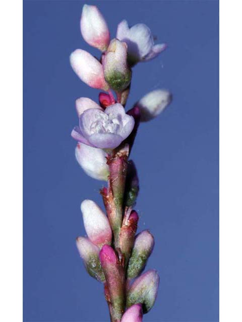 Polygonum hydropiperoides (Swamp smartweed) #71466