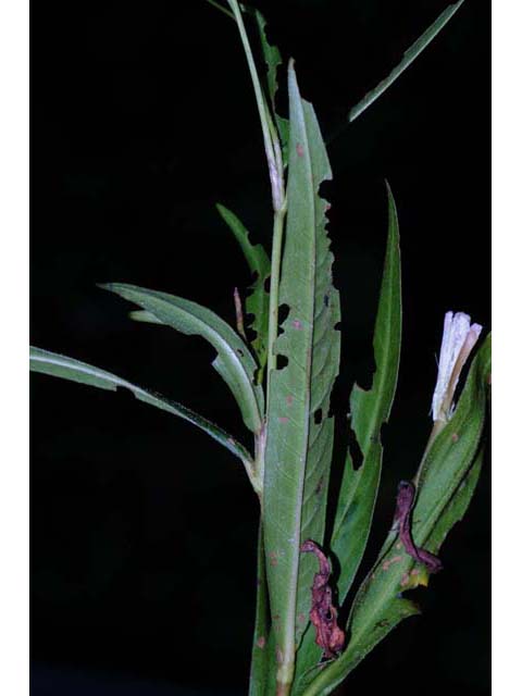 Polygonum hydropiperoides (Swamp smartweed) #71471