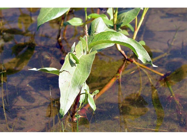 Polygonum lapathifolium (Curlytop knotweed) #71474