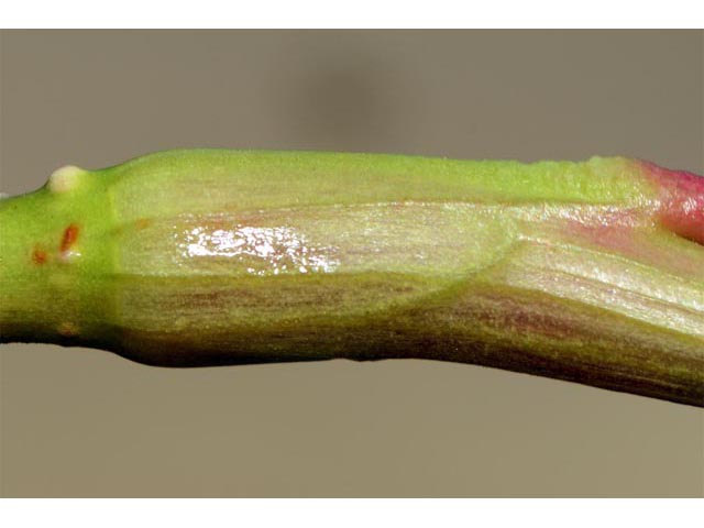 Polygonum lapathifolium (Curlytop knotweed) #71481