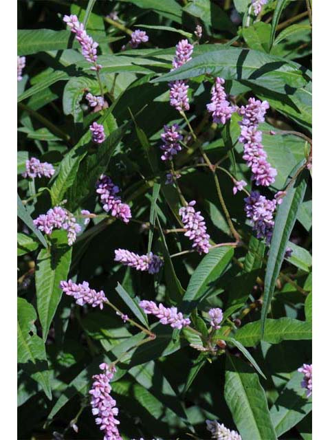 Polygonum pensylvanicum (Pennsylvania smartweed) #71490