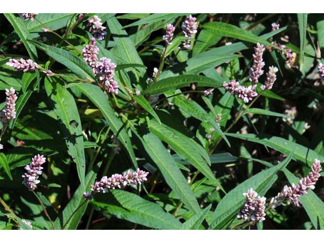 Polygonum pensylvanicum (Pennsylvania smartweed) #71493