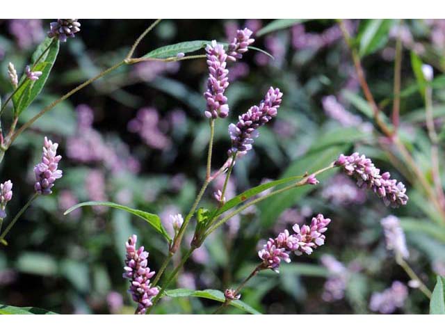 Polygonum pensylvanicum (Pennsylvania smartweed) #71494