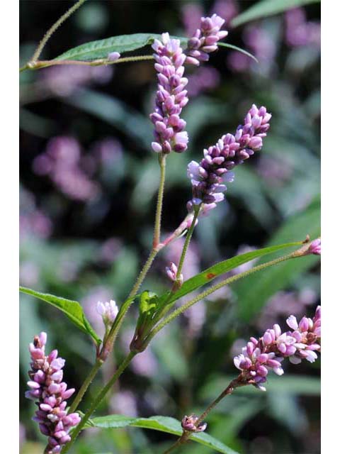 Polygonum pensylvanicum (Pennsylvania smartweed) #71495