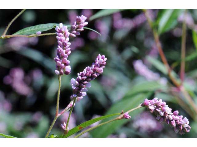 Polygonum pensylvanicum (Pennsylvania smartweed) #71496