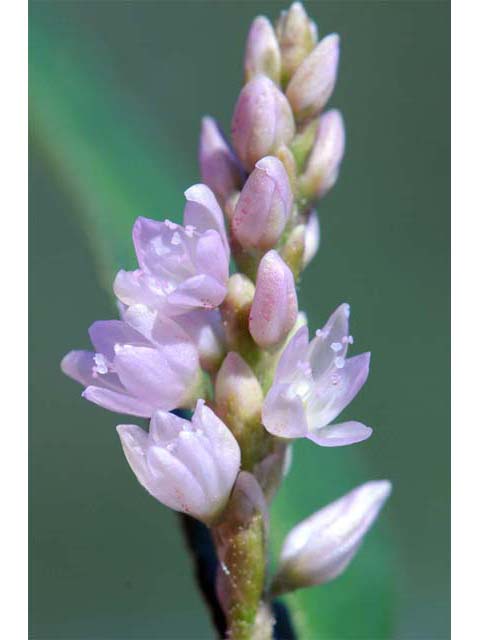 Polygonum pensylvanicum (Pennsylvania smartweed) #71497