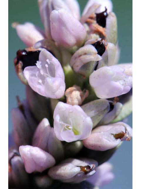 Polygonum pensylvanicum (Pennsylvania smartweed) #71500