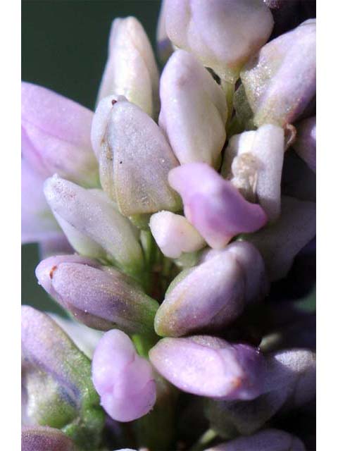 Polygonum pensylvanicum (Pennsylvania smartweed) #71503