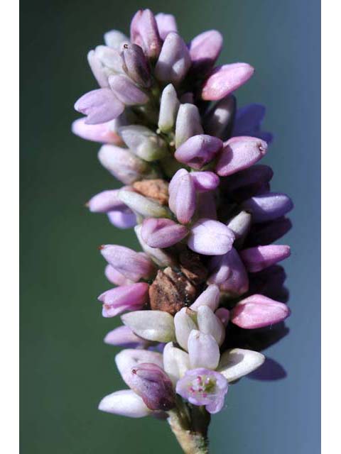 Polygonum pensylvanicum (Pennsylvania smartweed) #71504