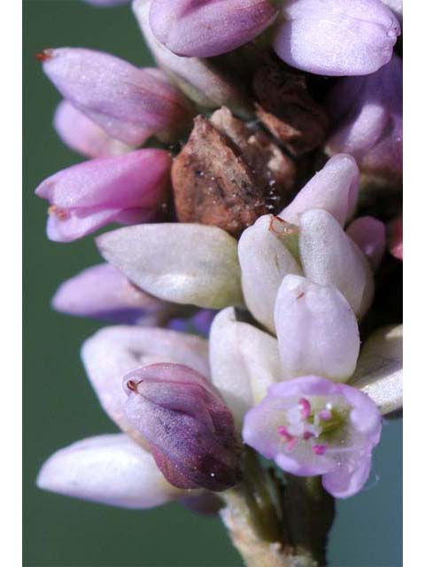 Polygonum pensylvanicum (Pennsylvania smartweed) #71505