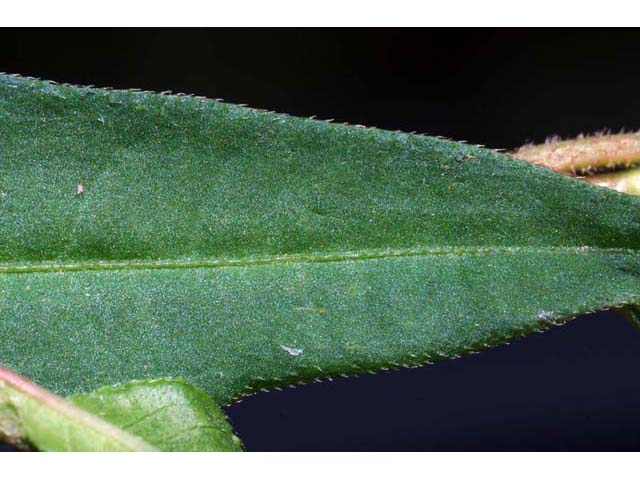 Polygonum pensylvanicum (Pennsylvania smartweed) #71512