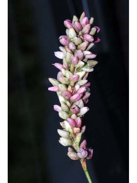 Polygonum pensylvanicum (Pennsylvania smartweed) #71528