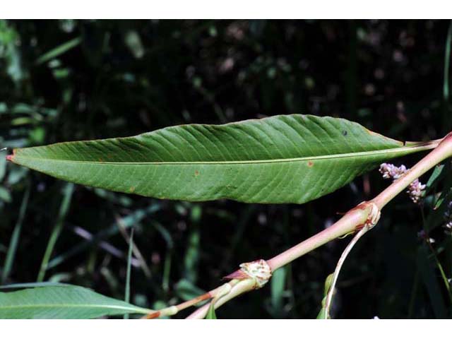 Polygonum pensylvanicum (Pennsylvania smartweed) #71534