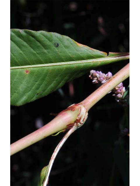 Polygonum pensylvanicum (Pennsylvania smartweed) #71535