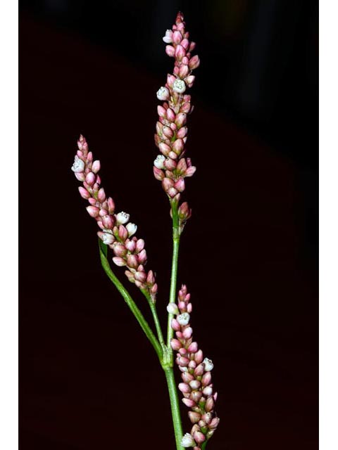 Polygonum pensylvanicum (Pennsylvania smartweed) #71542